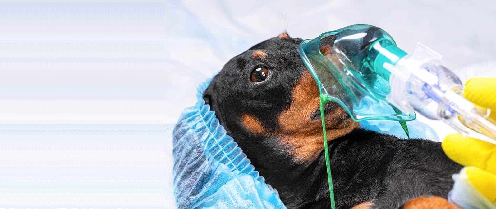 Oxigênio veterinário para cães e gatos - concentradores e cilindros de oxigênio